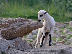 Aleksandar Tomulić, Janje