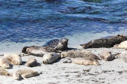 Biljana Knebl, Sunbath